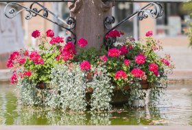 Phoca Thumb M Blumenschmuck Am Brunnen 2245 2019 1400px